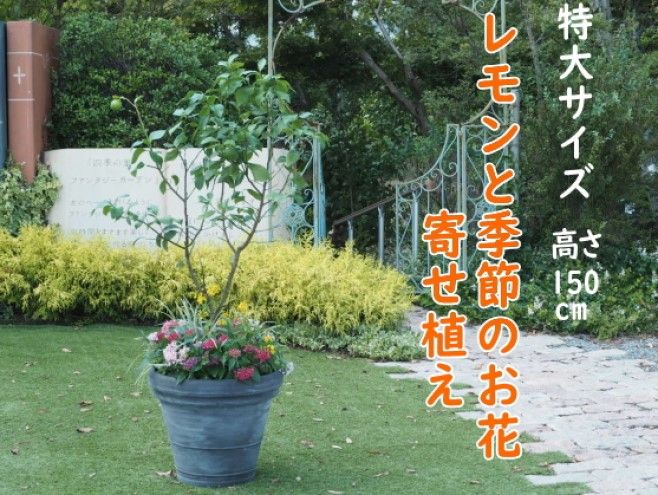 植物 レモン 花 寄植え 特大サイズ レモンの木と季節のお花 寄せ植え ガーデニング 配送不可：北海道、沖縄、離島 