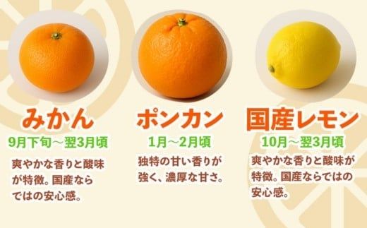 ＜1月より発送＞家庭用 柑橘詰合せ10kg+250g（傷み補償分）（傷み補償分）【訳あり・わけあり】【有田の春みかん詰め合わせ・フルーツ詰め合せ・オレンジつめあわせ】【光センサー選別】