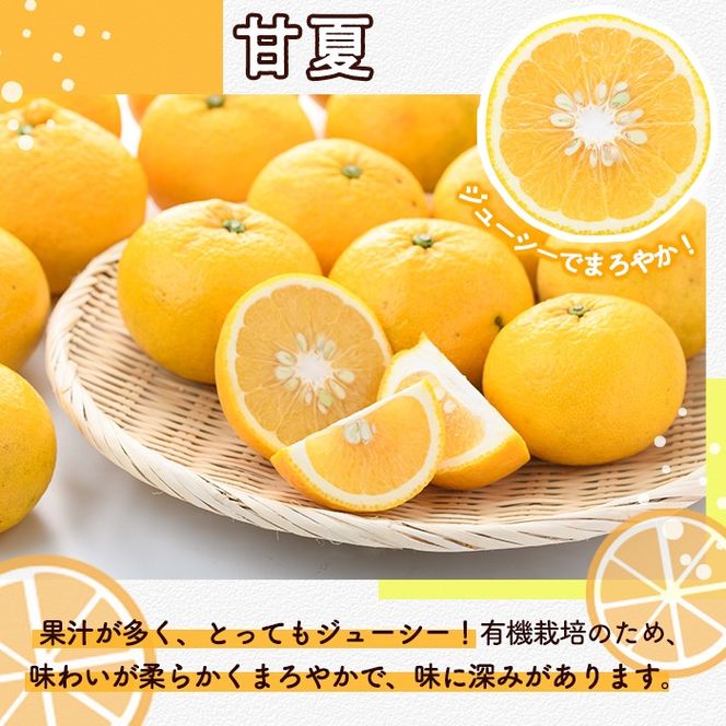 訳あり！有機JAS 甘夏(約15kg) 国産 果実 果物 フルーツ 柑橘 デザート 訳アリ 期間限定 有機栽培 【中村農場】akn084-08