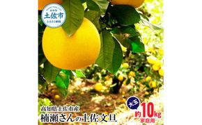 【先行予約】楠瀬さんの土佐文旦 家庭用大玉 約10kg 約10キロ 2L～4L〈2027年2月15日～2027年4月5日発送〉 ぶんたん ブンタン フルーツ 柑橘 みかん 果物 くだもの 柑橘類 デザート おやつ さっぱり おいしい【まる庄果樹園】[BQAF012]