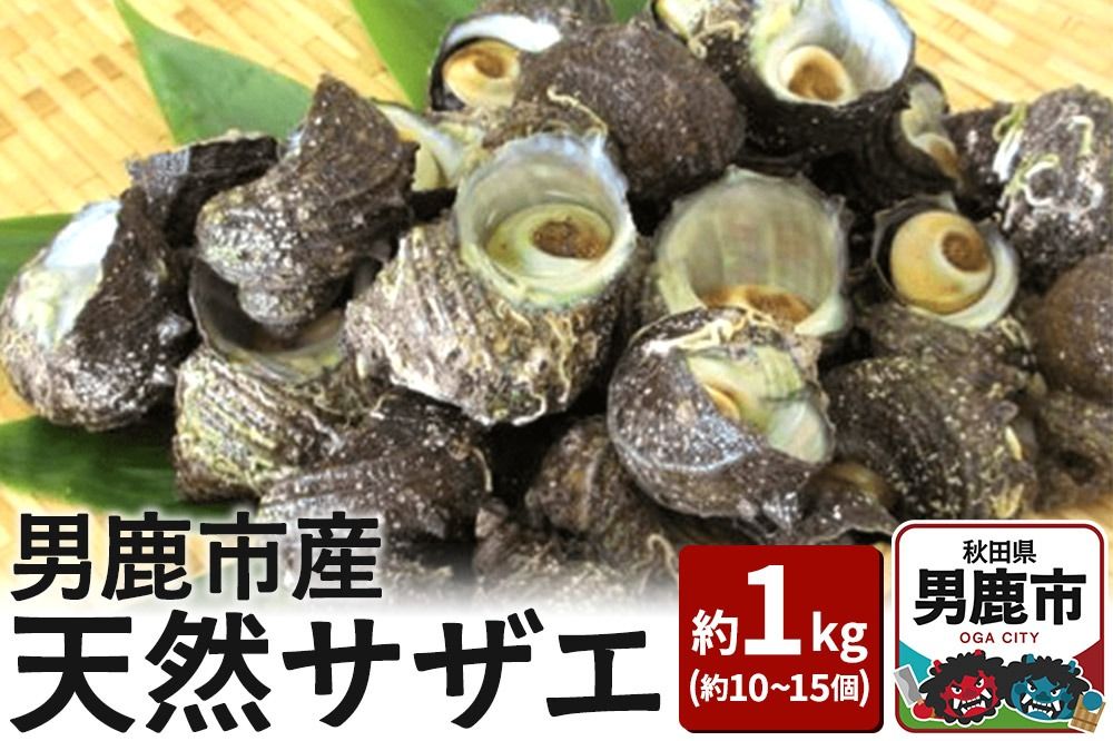 [7月中旬より出荷]男鹿産天然さざえ 約1kg (約10個〜15個) サザエ 栄螺 |23_wtr-010101