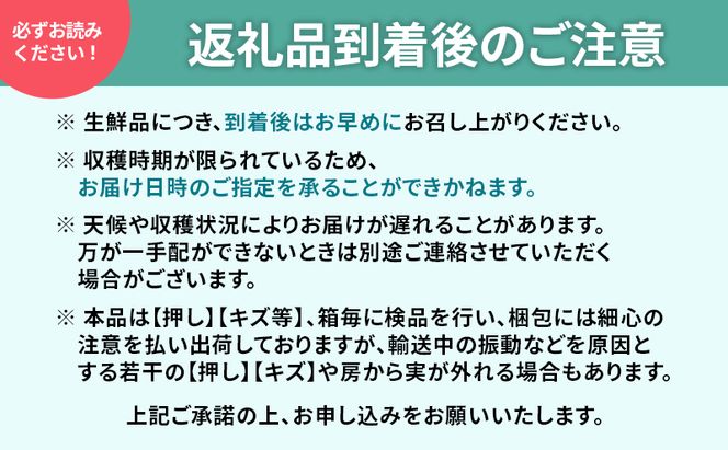 ぶどう 2026年 先行予約 シャインマスカット 晴王 1房 約700g 9月～10月発送 岡山県産 種無し 皮ごと食べる みずみずしい 甘い 瀬戸内 晴れの国 おかやま 果物大国 満天フルーツ