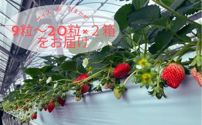 先行予約・数量限定！ 採れたて完熟いちご【かおり野・よつぼし・ベリーポップすず・恋みのり】 9粒～20粒×2箱 232238_CK01-PR