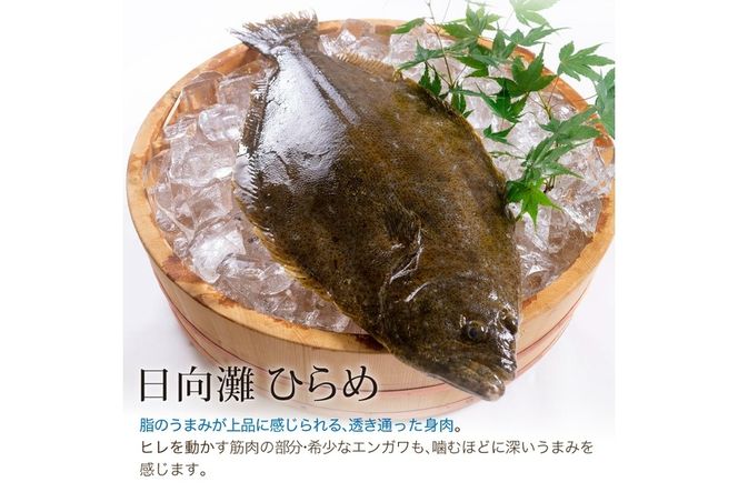 【北海道・離島配送不可】新鮮！ヒラメのお刺身(1尾分：約300g～400g) お刺し身 しゃぶしゃぶ 魚介 海鮮 ひらめ 真空パック【UZ-04】【請関水産】