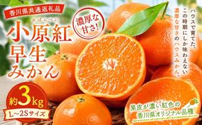 小原紅早生みかん  約3kg みかん フルーツ 果物 香川県 土庄町
