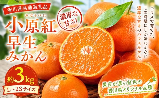 小原紅早生みかん  約3kg みかん フルーツ 果物 香川県 土庄町