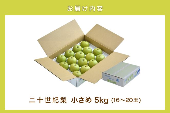 2026年産 先行予約【梨 20世紀梨 香住梨 5kg 小さめ（1玉250g～300gを16～20玉）】【令和8年8月下旬以降発送予定】二十世紀梨  小玉 シャキシャキ 甘味 瑞々しさ 香住梨 フルーツ フルーツ先行予約 果物 贈答品 ギフト なし ナシ 和梨 青梨 大人気 おすすめ ランキング 兵庫県 香美町 香住 JAたじま 16000円 12-09