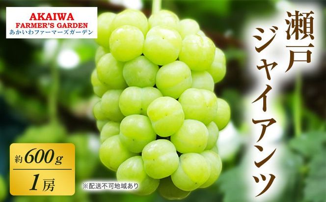 ぶどう 2026年 先行予約 瀬戸ジャイアンツ 約600g 1房 葡萄 岡山県 赤磐市産 フルーツ 果物 あかいわファーマーズガーデン
