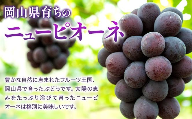 【2026年先行予約】ニューピオーネ 1房480g以上 約2kg 4房 株式会社山博《2026年8月下旬-10月上旬頃出荷》岡山県 笠岡市 ぶどう フルーツ 旬 果物 国産 岡山県産 送料無料 【配送不可地域あり】---Y-25---