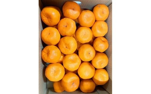紀州和歌山有田産ポンカン　5㎏ ※2027年1月下旬頃〜2027年2月上旬頃に順次発送（お届け日指定不可）【uot722】