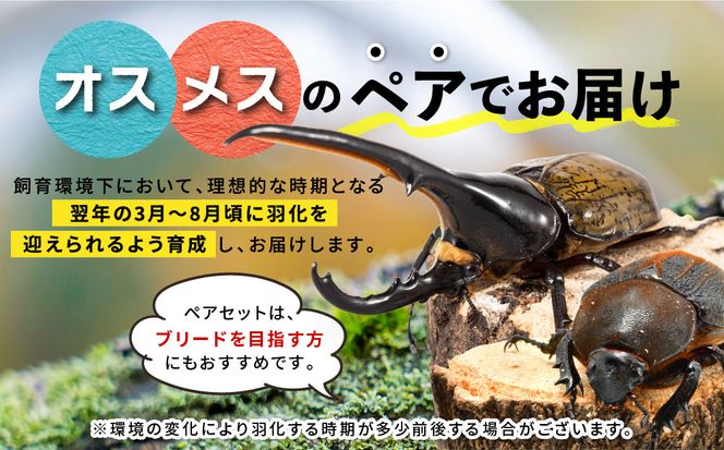 【先行予約】ヘラクレスオオカブト3令幼虫ペア ※育て方の説明書付き※配送不可地域あり【2026年6月から順次発送】 304018_CW003