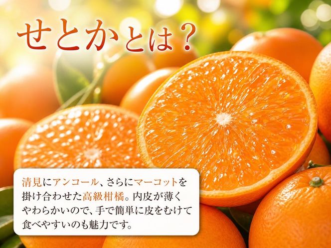 とろける食感!ジューシー柑橘 せとか 約3kg｜みかん ミカン 柑橘 果物 くだもの フルーツ せとか 甘い 先行予約 国産 産地直送 人気 美浜町