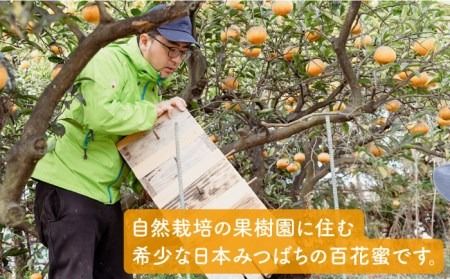 【全6回定期便】わかまつ 果樹園 の 日本 蜜蜂 の はちみつ 2コ セット 100％ PURE RAW 糸島市 / わかまつ農園 [AHB036]  自然栽培 百花蜜 生 はちみつ 蜂蜜 国産 ハニー ミツバチ 非加熱 非ろか