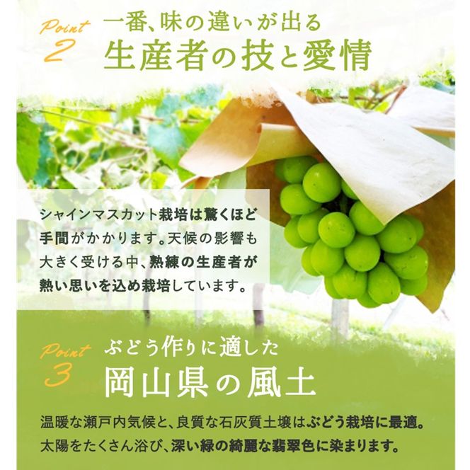 ぶどう 2026年 先行予約 シャインマスカット 晴王 2房  1房約480g 化粧箱入り  岡山県 赤磐市産 果物 フルーツ 葡萄 ブドウ