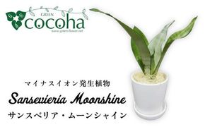 マイナスイオン発生植物『 サンスベリア ・ ムーンシャイン 』 糸島市 / cocoha [AWB024] サンセベリア マイナスイオン 観葉植物 ギフト グリーン 鉢 プレゼント 室内