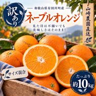 訳あり ネーブルオレンジ 約10kg サイズおまかせ アルギット 栽培 国産 甘い おいしい ジューシー 皮 薄い 完熟 期間限定 フルーツ 果物 人気 おすすめ 高級 こだわり ギフト 旬 山崎農園 和歌山 DT27