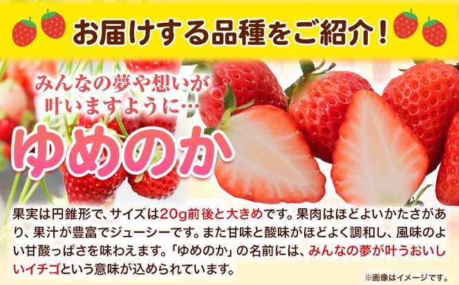 朝摘みいちご ゆめのか 280g×4パック 高地栽培 味采市場 《1月末-3月末頃より出荷予定》 熊本県南阿蘇村 味采市場 いちご 苺 イチゴ フルーツ くだもの 果物---sms_cajicgym_ec13_r7_12500_1120g---