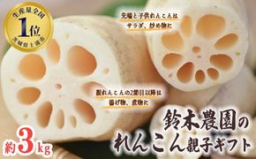 鈴木農園のれんこん親子ギフト 3kg ※離島への配送不可 ※2024年10月上旬～12月中旬頃に順次発送予定