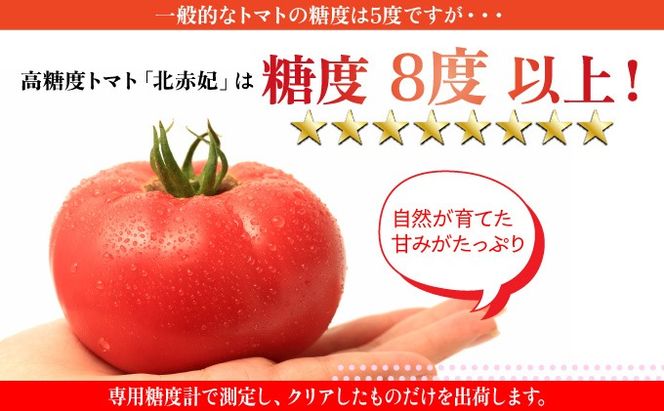 【2026年 発送 】 先行予約 北海道 伊達市 高糖度 トマト 北赤妃 きせき 約1kg  1箱 Mサイズ とまと 新鮮 ジューシー 産地直送