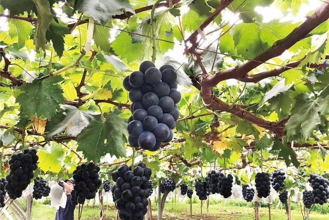 無添加 巨峰 ストレート ジュース 720ml×2本 [近藤農園 山梨県 韮崎市 20743097] 葡萄 ぶどう ブドウ ストレートジュース 100% 濃厚 セット