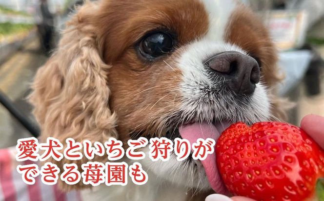 【先行予約】【12月から発送】いちご狩りチケット（2名様分）SMQ001
