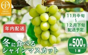 【年内配送】冬に食べるシャインマスカット 1房詰め 約500g ［ おぶせファーマーズ ］ 年内発送 ぶどう フルーツ 果物 くだもの 長野県 産地直送 送料無料 令和7年産 【2025年11月中旬～12月下旬配送】 12月15日決済確定分まで年内配送