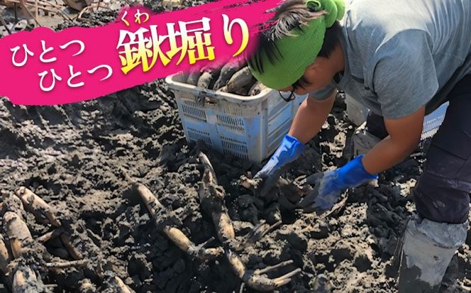 【先行予約】土付き鍬掘り レンコン　2kg れんこん 蓮根　産地直送 野菜　愛西市/株式会社山三レンコン [AEBK001]