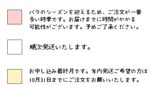 花巻温泉バラ園で育った「つるバラ大苗」7号サイズ -赤- 【1917】