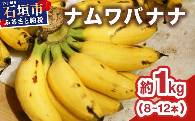 ≪2026年4〜10月順次発送≫ 石垣島産 希少な国産『ナムワバナナ』を贅沢に1房丸ごと約1kg(8-12本) | 沖縄 石垣 バナナ フルーツ 果物 南国フルーツ 国産 TF-101