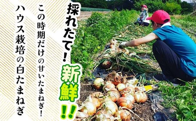【2026年6月中旬発送】白玉ねぎ 4kg 北海道 伊達産 タマネギ 玉葱 サラダ [famy-002]
