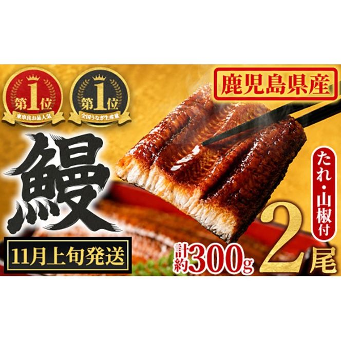 【0104347a-2611】＜11月上旬発送予定＞東串良町のうなぎ蒲焼(無頭)(2尾・計約300g・タレ、山椒付) うなぎ 高級 ウナギ 鰻 国産 蒲焼 蒲焼き たれ 鹿児島 ふるさと 人気【アクアおおすみ】