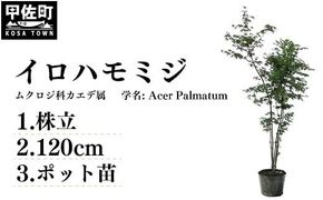 イロハモミジ（伊呂波紅葉）苗木 株立 樹高1.2m前後 ポット苗 シンボルツリー 落葉樹 植木 庭木【価格改定】