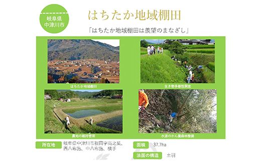 【全12回定期便】令和8年産 岐阜県産 棚田米 1等米コシヒカリ はちたか米 精米20kg（12回） F4N-3125