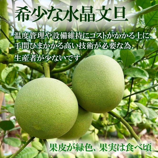 【先行予約】高知県産水晶文旦 特選ご贈答用 中玉6個入り〈2026年10月上旬～11月上旬頃発送〉  / ぶんたん ブンタン 水晶文旦 果物 柑橘 フルーツ お取り寄せ 特産品 おいしい【白木果樹園】 [BQAI019]