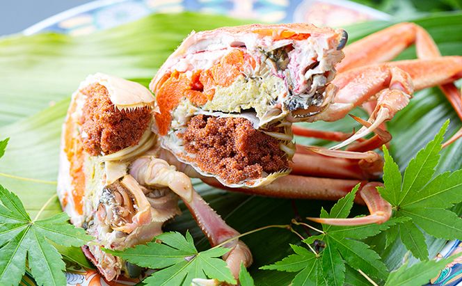 セコガニ コッペがに 特々大サイズ 3杯セット 冷蔵 蟹 カニ かに 松葉蟹 松葉ガニ ズワイガニ ボイル myz05