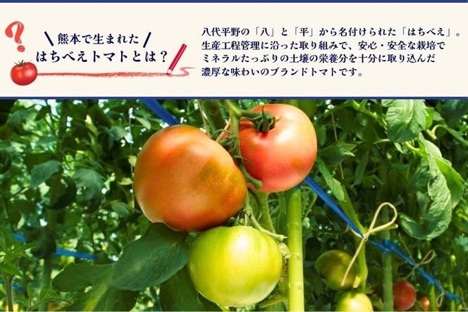 熊本県産はちべえトマトを使ったハッシュドビーフ 1袋(170g) 合計6食入り トマトピューレ トマト とまと 簡単 時短 洋食 惣菜 ギフト 冷凍 人気 ハッシュドビーフ ANA 八代市