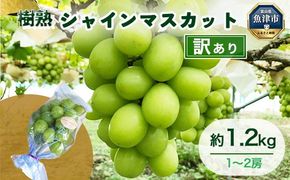 【早期予約】【訳あり】シャインマスカット 約1.2kg 樹熟 1～2房｜富山県産 マスカット ぶどう ブドウ 葡萄　※北海道・沖縄・離島への配送不可　※2024年10月上旬～12月下旬頃に順次発送予定