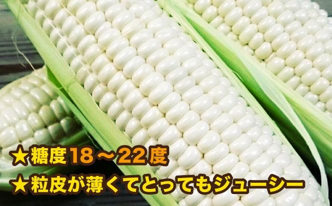 【先行予約】 糸島 トウモロコシ 『もきっこ』 白 （10本前後 ）【2025年6月下旬以降順次発送】 《糸島》 【内田農業】 [AZH002]