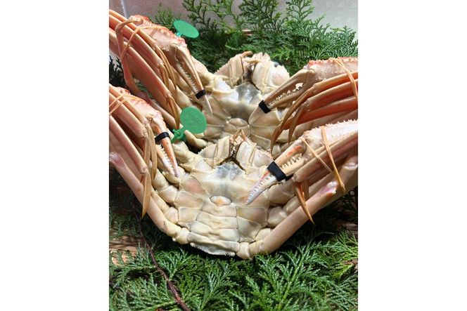 間人漁港仲買人の丸友鮮魚三代目・自慢の間人ガニ≪茹で≫[1匹  900~1kg]　MG00009