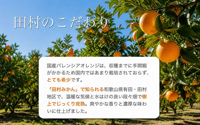 秀品　田村のバレンシアオレンジ　約7kg　※2027年6月下旬頃～7月上旬頃 順次発送予定【uot872】