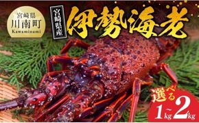 ※内容量が選べる※【担当者厳選！】伊勢海老 【 伊勢えび 魚介類 いせえび 海産物 宮崎県産 国産 】 [B04401][B04402] [B04403]