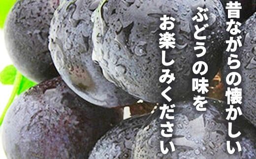 種無し巨峰 約2kg (約3～6房)《黒岩果樹園》■2025年発送■※9月上旬頃～10月下旬頃まで順次発送予定