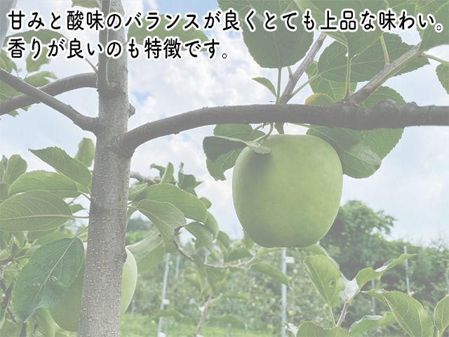 りんご 訳あり 青森 サン金星 リンゴ 約 5kg （14～18玉） 青森県 鰺ヶ沢町産 ヒバリノ園 フルーツ 果物 白神山地 林檎 産地直送 ※オンライン決済のみ 
