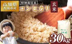 特別栽培米 コシヒカリ 玄米 30kg - 国産 米 お米 おこめ こしひかり 玄米 ごはん おにぎり おむすび ご飯 農業公社 高知県 香南市 常温 nu-0009