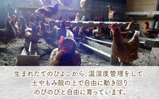 北海道 豊浦 おふけしの平飼い卵 48個 TYUZ003