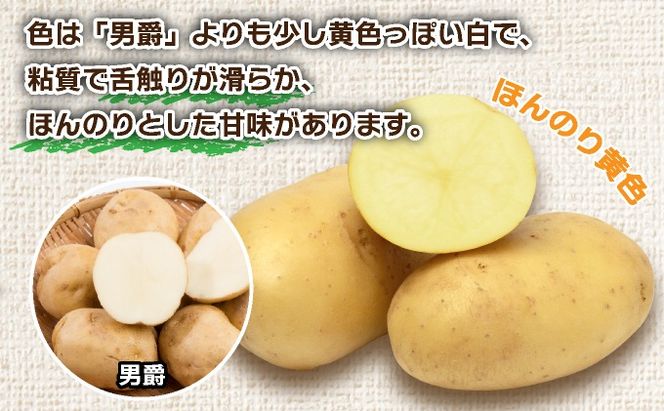＜先行予約＞北海道産 じゃがいも(メークイン) 約10kg | ジャガイモ 馬鈴薯 ポテト 芋 イモ 国産 野菜 人気 ふじいファーム