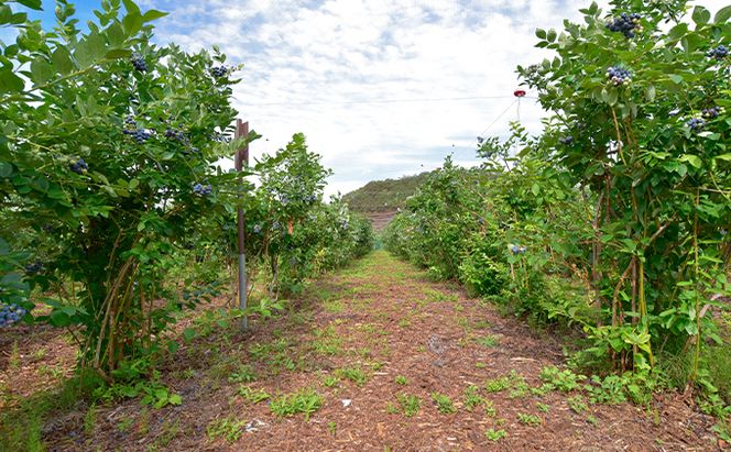 同時に楽しめる！ブルーベリー狩り・カブト虫狩り 長野県下最大級 体験チケット