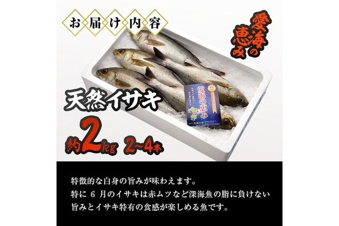 天然 イサキ (約2kg・計2-4本) 直送 産直 漁師 魚 鮮魚 天然 イサキ 鶏魚 白身魚 獲れたて 刺身 煮つけ 塩焼き 冷蔵 豊後水道 大分県 佐伯市 愛海の恵み【CS07】【 (有)丸昌水産】