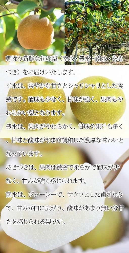 ジューシー果汁の紀州有田産の梨約２kg 　化粧箱入【先行予約】【2025年8月下旬以降発送予定】 AN029