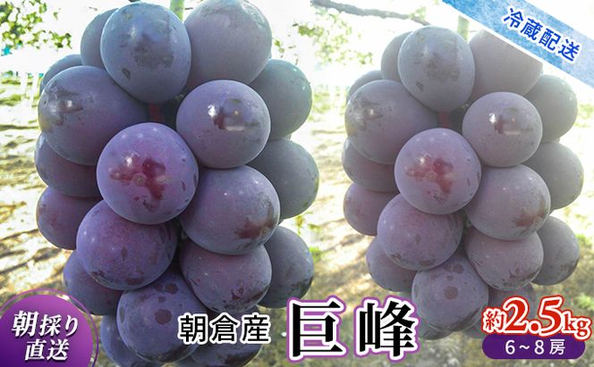巨峰 約2.5kg 旬菜板屋 配送不可 離島 果物類 ぶどう フルーツ 